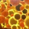 Debunking Cholesterol’s Role As A Villain In Our Lives 0 Blog Cover